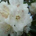 Rhododendron irroratum 花