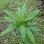 Solidago altissima Blad