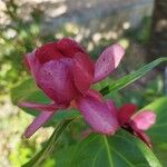 Calycanthus floridus Blomst