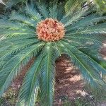 Cycas revoluta Habit