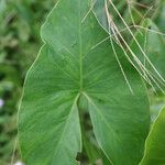 Montrichardia arborescens 葉