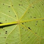 Christiana africana Hoja