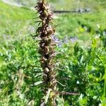 Pedicularis recutita Froito