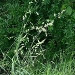 Dactylis glomerata Outro