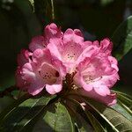 Rhododendron delavayi Çiçek