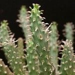 Euphorbia fusca