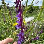 Vicia eriocarpa Blodyn