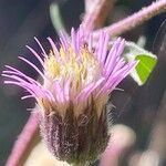 Erigeron acris Kwiat