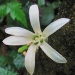 Vasconcellea cauliflora Kvet