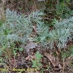 Artemisia insipida