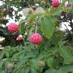 Cornus kousa Fruto