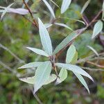 Salix laevigata Folha