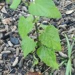 Salvia coccinea