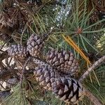 Pinus contorta फल