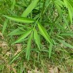 Coreopsis tripteris Folla