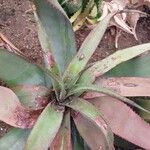 Aloe erythrophylla