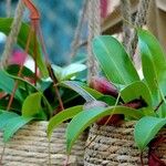 Nepenthes alata ശീലം