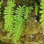 Polypodium vulgareLeaf