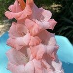 Gladiolus communis പുഷ്പം