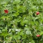 Potentilla argyrophylla Natur