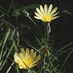 Scorzonera aristata 花