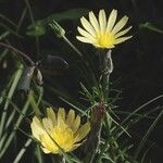 Scorzonera aristata Flower