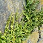 Asplenium trichomanes Φύλλο