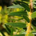 Acacia oxycedrus Levél