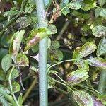 Rosa gallica Кара