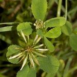 Trifolium michelianum Altres