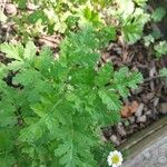 Tanacetum parthenium Blatt