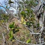 Davilla nitida Yeri
