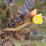 Opuntia microdasys পাতা