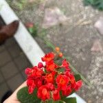 Rondeletia odorata Virág