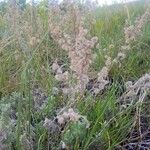 Artemisia frigida Kwiat