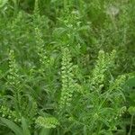 Lepidium densiflorum Staniste