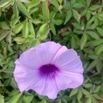 Ipomoea cairicaFloro