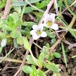 Bacopa monnieriFlower