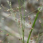 Panicum simile 形态