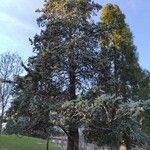 Cupressus arizonica Характер