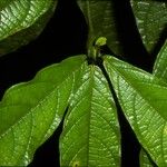 Cordia nodosa Kôra