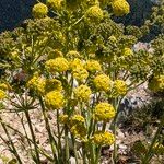 Bupleurum petraeum Fleur