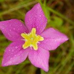 Sabatia campestris Flower