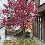 Malus × floribunda आदत