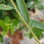 Chenopodium betaceum Ліст