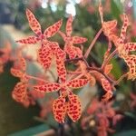 Renanthera coccinea Flower