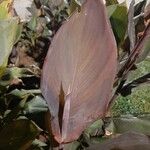 Canna × hybrida Leaf