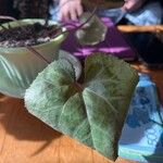 Cyclamen repandum Leaf