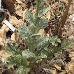 Senecio gallicus Blatt