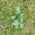 Mentha × villosa Hoja